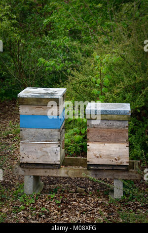 Two wooden beehives in the corner of an English allotment, providing a source of pollination for the garden and honey for the gardener. Stock Photo