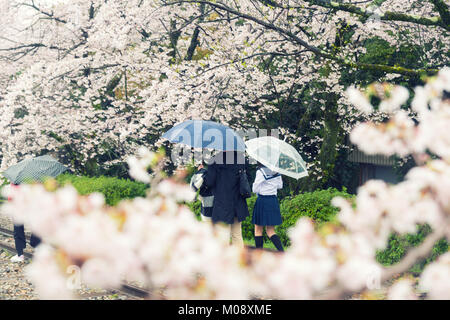 Cherry blossom flowers in garden with many people at Kyoto, Japan. Stock Photo