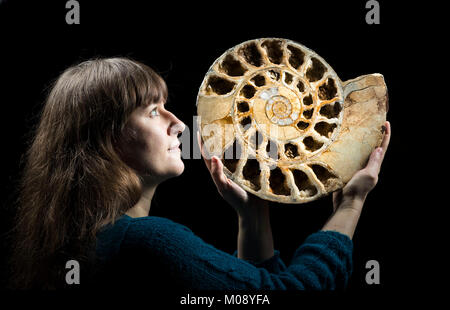 Sarah King, curator of natural science at the Yorkshire Museum in York, holds a 170 million year old ammonite fossil as she selects items ahead of the Yorkshire Museum's new Jurassic exhibition. Stock Photo