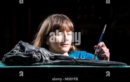 Sarah King, curator of natural science at the Yorkshire Museum in York, cleans a 200 million year old fossil of an Ichthyosaur head, a large marine reptile form the Jurassic period, as she selects items ahead of the Yorkshire Museum's new Jurassic exhibition. Stock Photo