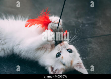 A little gray kitty plays with a toy mouse on a fishing rod. Cat