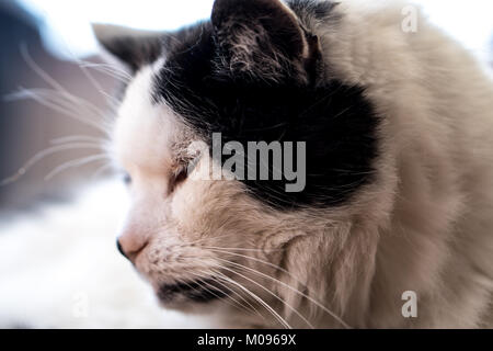 Black and white cat starring on the floor Stock Photo