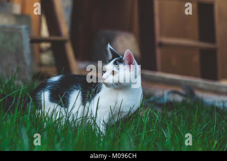 Young kitten exploring the garden Stock Photo