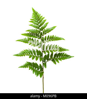 Leather-leaf fern, Rumohra adiantiformis, isolated on white background Stock Photo