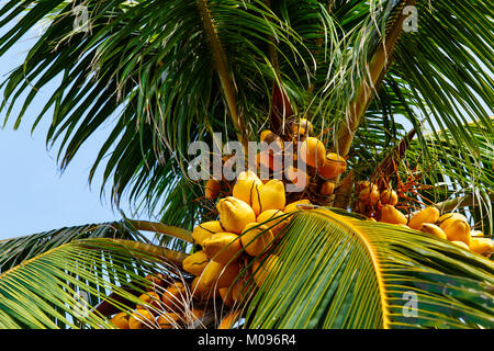 Ripe Coconuts on a Tree in Cuba Stock Photo