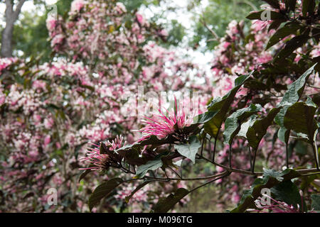 quezonia flower. winter starburst tree. Clerodendrum Quadriloculare. blooming flora in garden. pink & white blossom in park Stock Photo