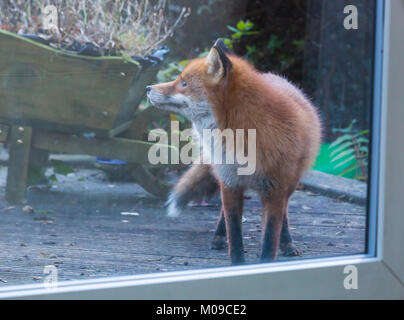 Bournemouth, Dorset, UK. 19th Jan, 2018. UK weather: urban fox, Vulpes Vulpes,  comes to house looking for food on a bitter cold day in Bournemouth. Credit: Carolyn Jenkins/Alamy Live News Stock Photo