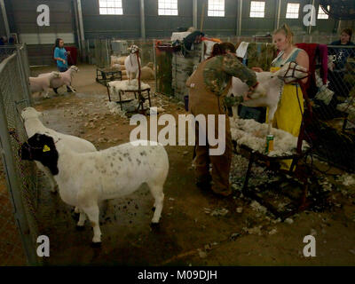 Fort Worth, USA. 19th Jan, 2018. Getting the sheep to impress the judges. Celebrating the 100th anniversary of the indoor rodeo, the 2018 Fort Worth Stock Show and Rodeo brings ranchers from across Texas and Oklahoma to compete for prizes. Credit: J. G. Domke/Alamy Live News Stock Photo