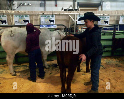 Ft Worth, Texas USA. 19th Jan, 2018. Two Future Farmers of America students from Overton,Texas, get ready to compete. Youngest is 11 yrs old brushing a Grey Brahman and the 12 year old brushes a Beef Master. At the 2018 Fort Worth Stock Show and Rodeo brings ranchers from across Texas and Oklahoma to compete for prizes. Stock Photo