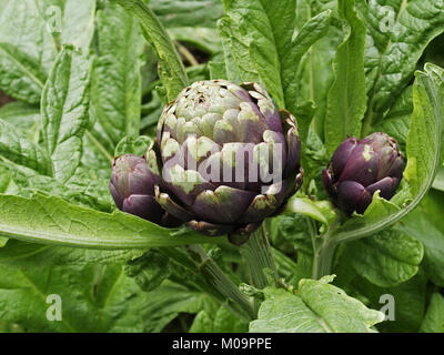 Artichoke (Cynara scolymus) growing in the vegetable garden (Suzanne's vegetable garden, Le Pas, Mayenne, France). Stock Photo