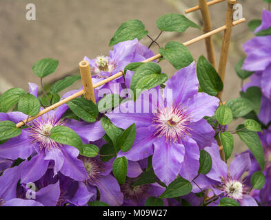 Clematis angelique flower in bloom in spring in the garden Stock Photo