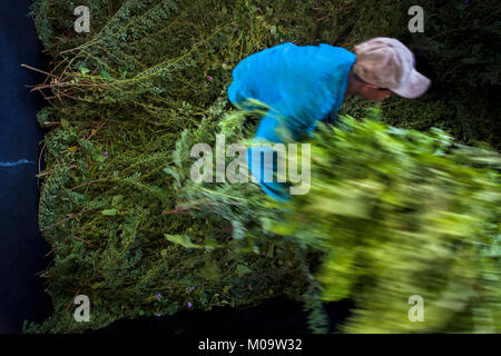 A farm worker loads the leaves and branches of the indigo plants into a tank to macerate at the manufacture near San Miguel, El Salvador. Stock Photo