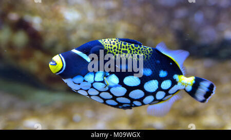 Clown Triggerfish (Balistoides conspicillum) in Aquarium against Coral Background Stock Photo