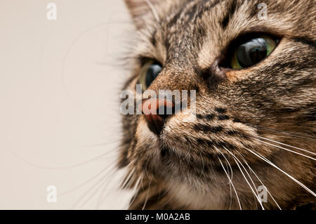 domestic crossbreed cat portrait Stock Photo