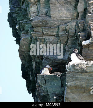 Puffins on a rock face at Lillihook Fjord on the north west coast of the Svalbard Archipelago in Norway Stock Photo