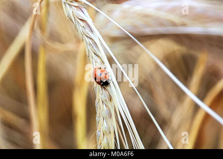 Closeup of a ladybug on a golden barley head Stock Photo