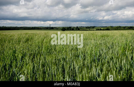 Field of rye crop under cloudy sky, with pylon in background, Oxfordshire, UK Stock Photo