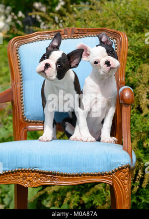 Two young Boston Terrier dogs, also called Boston Bulls, puppies, black with white markings, sitting side by side on a vintage period cushioned chair Stock Photo