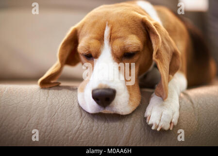 Beagle dog sleeping on coach close up view. Sad dog theme Stock Photo