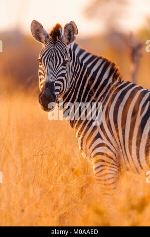 A portrait of a Burchells Zebra in golden light in Zimbabwe's Hwange National Park. Stock Photo