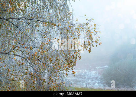 The end of the autumn and the first snow from the winter, campaign, France Stock Photo