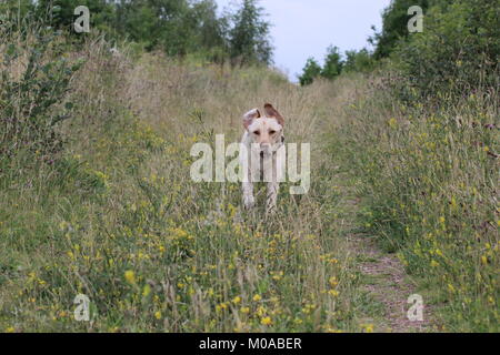 Golden Labrador Running Through Grass with ears flappings action shot (Buster) Stock Photo