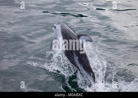 Pacific White Sided Dolphin Leaping Out of the Water Stock Photo