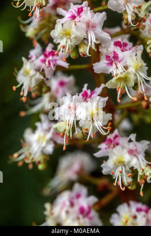 Horse chestnut blossom  Aesculus hippocastanum close up Stock Photo