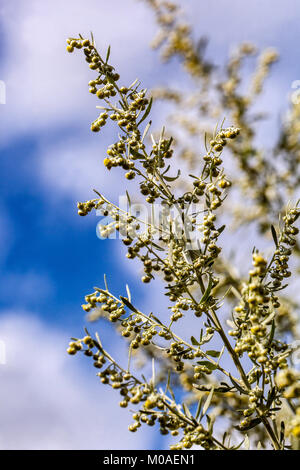 Wormwood or Absinthe Wormwood, Artemisia absinthium, Mugwort flower Stock Photo