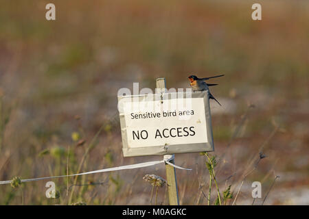 Welcome Swallow, Hirundo neoxena, on 'No Access' sign Stock Photo