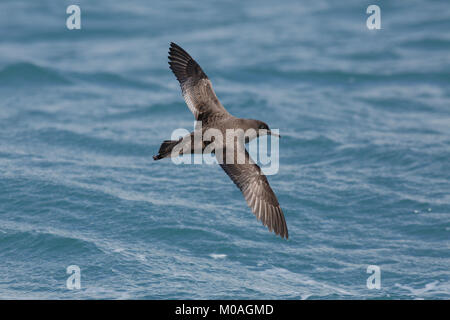 Short-tailed Shearwater, Ardenna (Puffinus) tenuirostris, flying Stock Photo