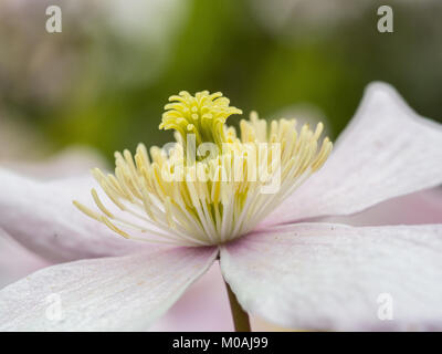 Extreme close up of the centre of a flower of Clematis montana Pink Perfection Stock Photo