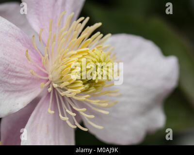 Extreme close up of the centre of a flower of Clematis montana Pink Perfection Stock Photo
