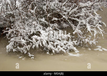 Shrubs of sea buckthorn with berries, covered with snow, hanging over a frozen pond. Stock Photo