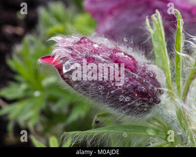 Close up of the deep red flower bud of Pulsatilla vulgaris rubra with water droplets Stock Photo