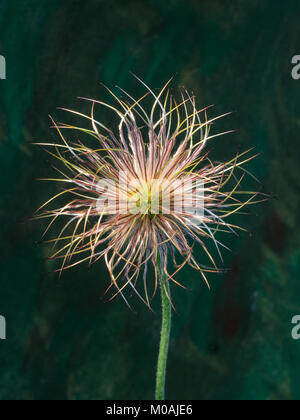 Close up of the seedhead of Pulstailla vulgaris Stock Photo