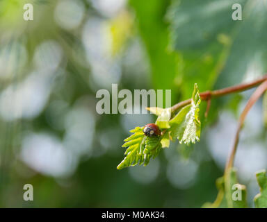 A small insect of a ladybird sits on a young leaf of a birch, sunlit. Stock Photo