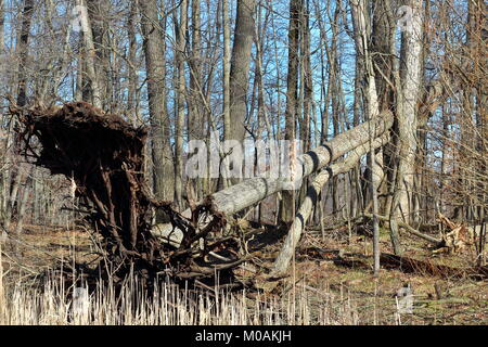 Tree blown over in windstorm. Stock Photo