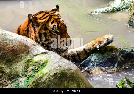 Bathing Tiger Stock Photo