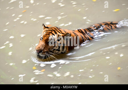 Swimming Tiger Stock Photo