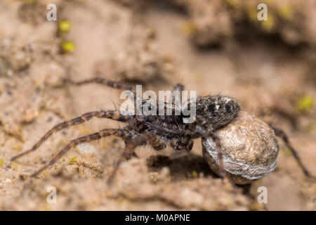 A female Wolf Spider (of the family  Lycosidae) carrying her egg sac. Cahir, Tipperary, Ireland. Stock Photo