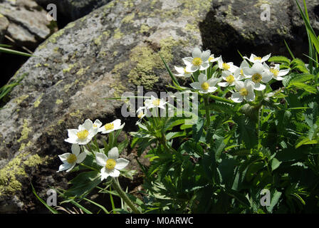 flowers of narcissus-flowered anemone, growing among stone placers, closeup Stock Photo