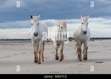 Camargue horses near Saintes Maries de la Mer, France. Early May,by Dominique Braud/Dembinsky Photo Assoc Stock Photo