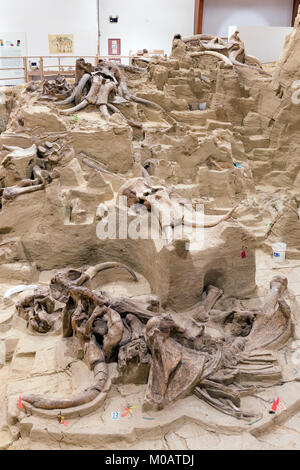 Fossil beds, Mammoth Site, Hot Springs, S. Dakota, USA, by Dominique Braud/Dembinsky Photo Assoc Stock Photo