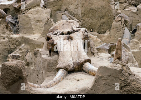 Fossil beds, Mammoth Site, Hot Springs, S. Dakota, USA, by Dominique Braud/Dembinsky Photo Assoc Stock Photo