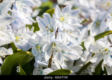 Scilla mischtschenkoana White Squill flower Scilla tubergeniana – Tubergen Squill Mishchenko Squill, Early Squill Early Scilla, Spring, Rockery blooms Stock Photo