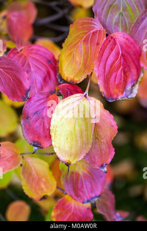 Autumn Cornus kousa 'Satomi' Red leaves, Dogwood, Cornus kousa, Leaves Stock Photo