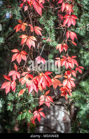 Virginia creeper,  Parthenocissus quinquefolia 'Engelmannii'  leaves Stock Photo