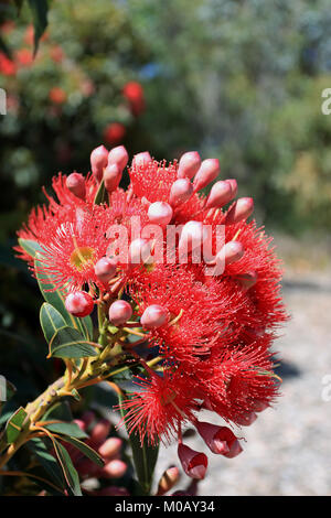 Corymbia ficifolia - Red-flowering Gum