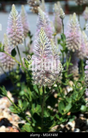 Ptilotus exaltatus or also known as pink mulla mulla Stock Photo